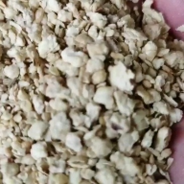 优质大颗粒豆柏颜色好