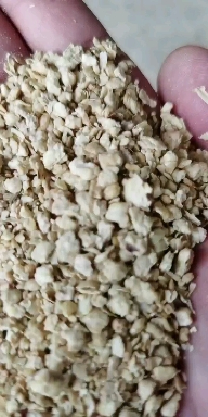 优质大颗粒豆柏颜色好