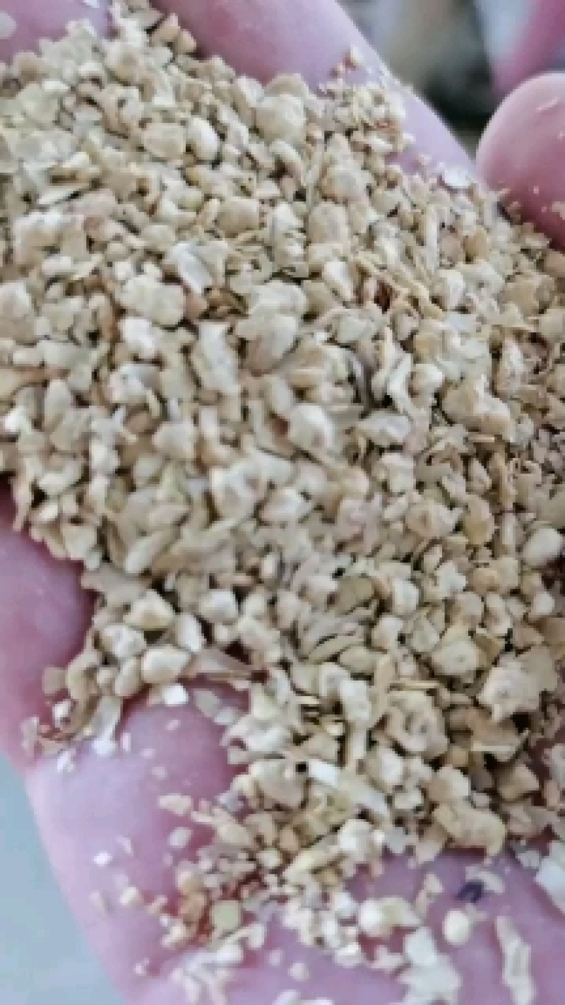 优质大颗粒豆柏颜色好