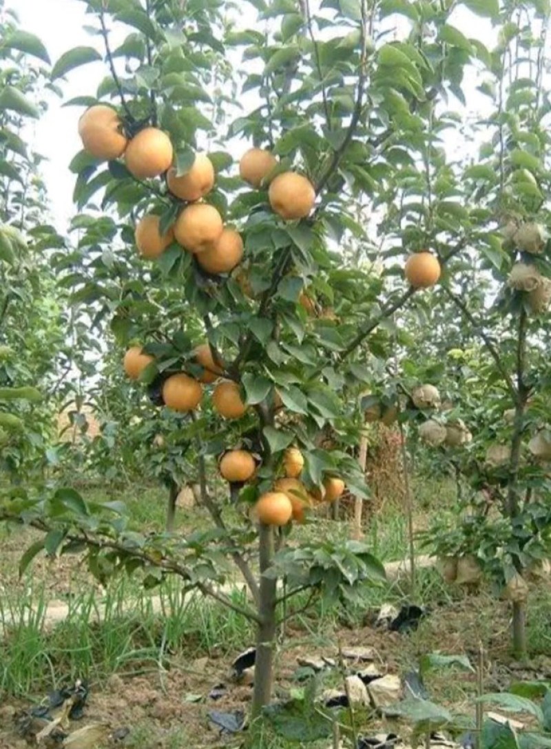 果农自产自销晚秋黄梨大量上市质量好价格便宜