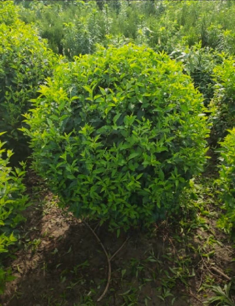 连翘球60/80/100/120规格齐全成活率高价格优惠