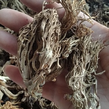 大量批发珊瑚菌，精品通货都有