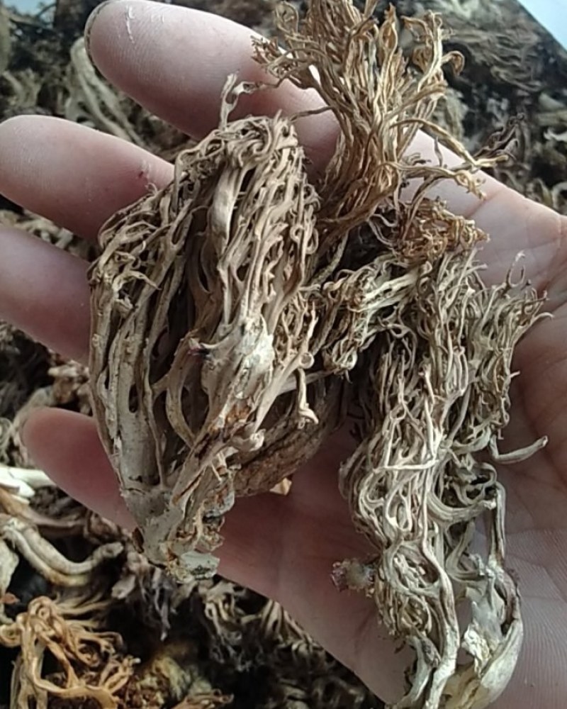 大量批发珊瑚菌，精品通货都有