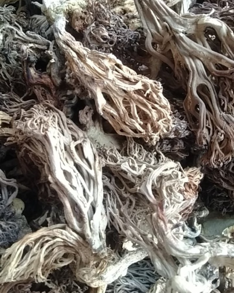 大量批发珊瑚菌，精品通货都有