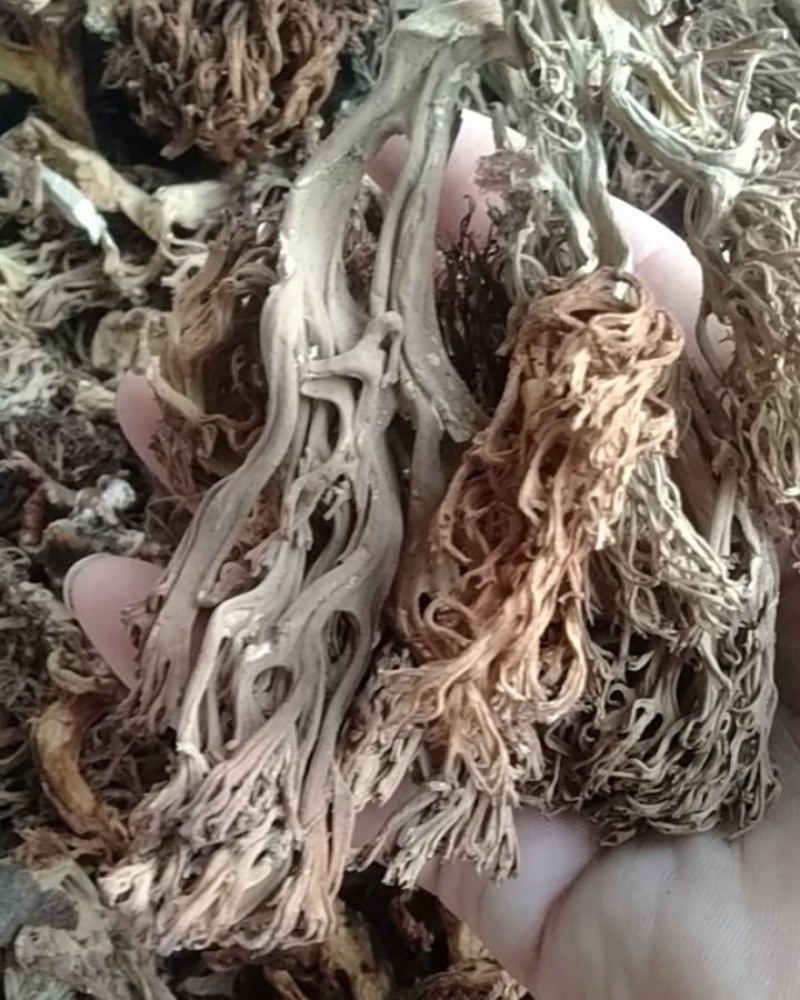 大量批发珊瑚菌，精品通货都有