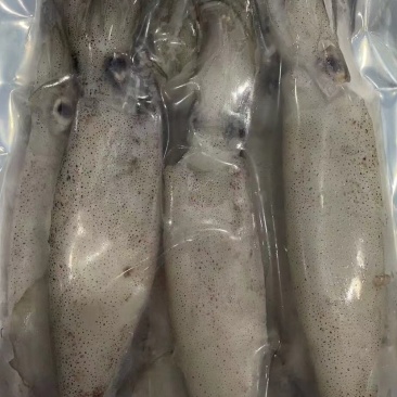 鲜活速冻笔管鱼灯光鱿鱼大海兔尤鱼海鲜水产