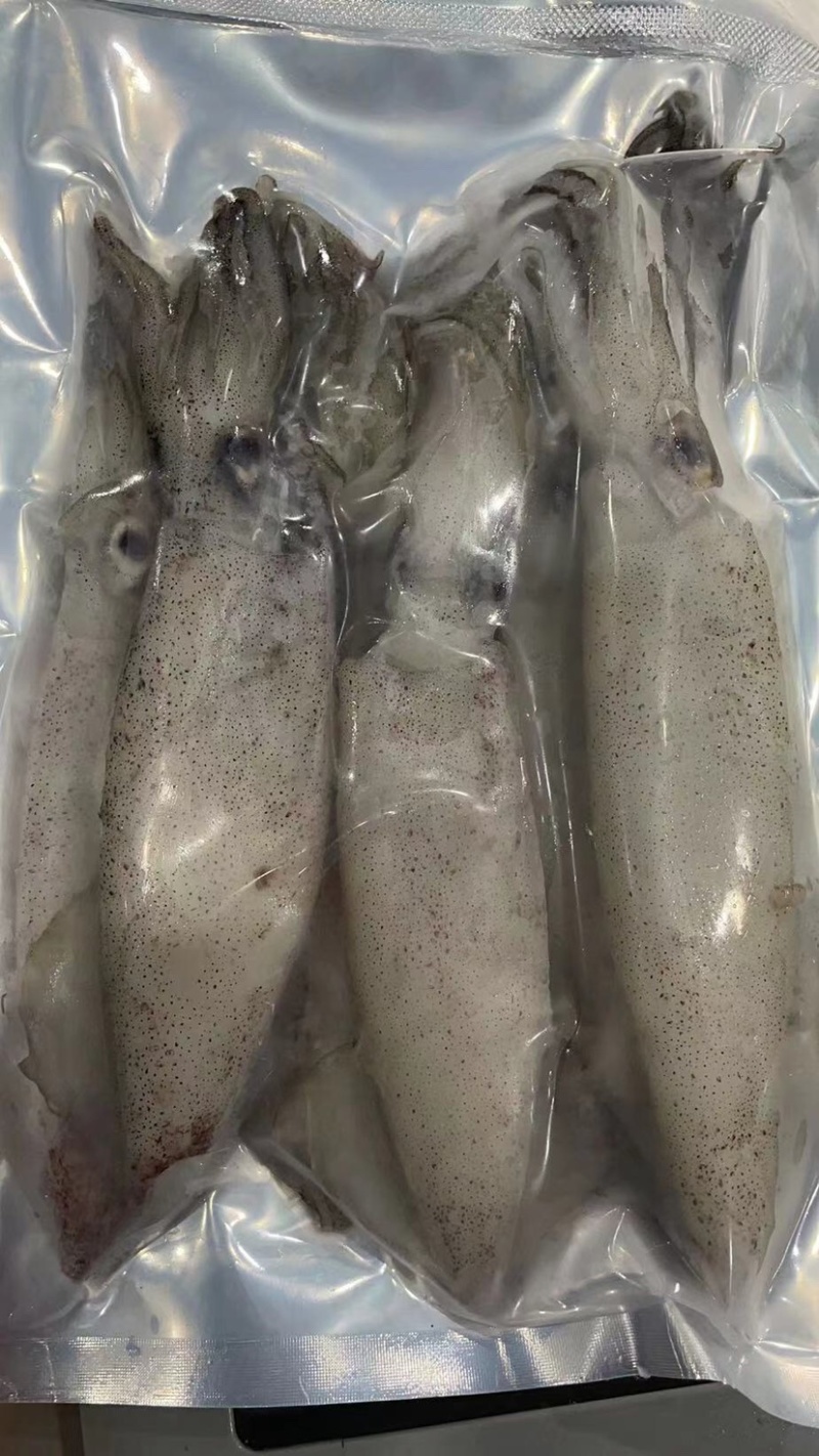 鲜活速冻笔管鱼灯光鱿鱼大海兔尤鱼海鲜水产