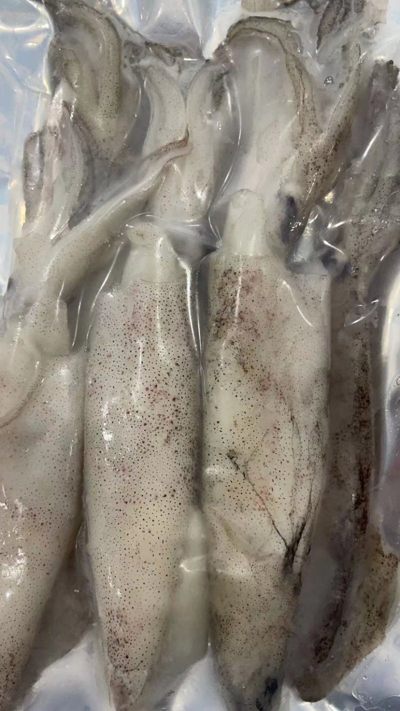 鲜活速冻笔管鱼灯光鱿鱼大海兔尤鱼海鲜水产