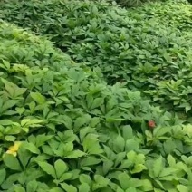 竹节参小苗全年供应，自产自销，包教技术欢迎各位老板实地考