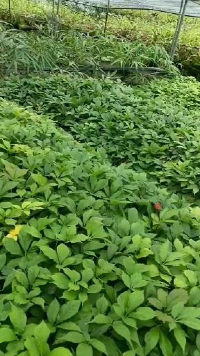 竹节参小苗全年供应，自产自销，包教技术欢迎各位老板实地考