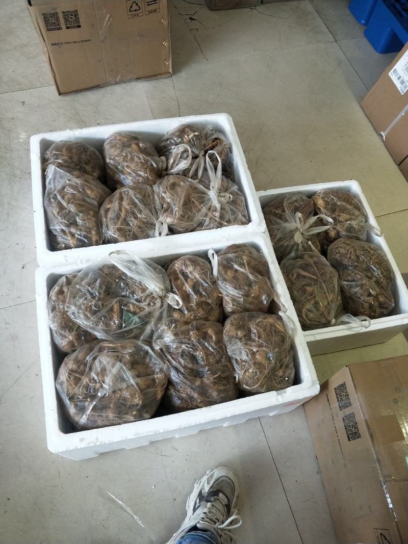 竹节参小苗全年供应，自产自销，包教技术欢迎各位老板实地考