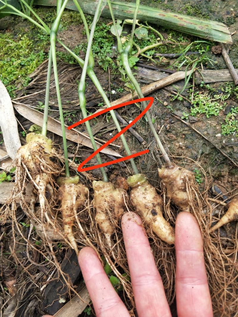 竹节参小苗全年供应，自产自销，包教技术欢迎各位老板实地考