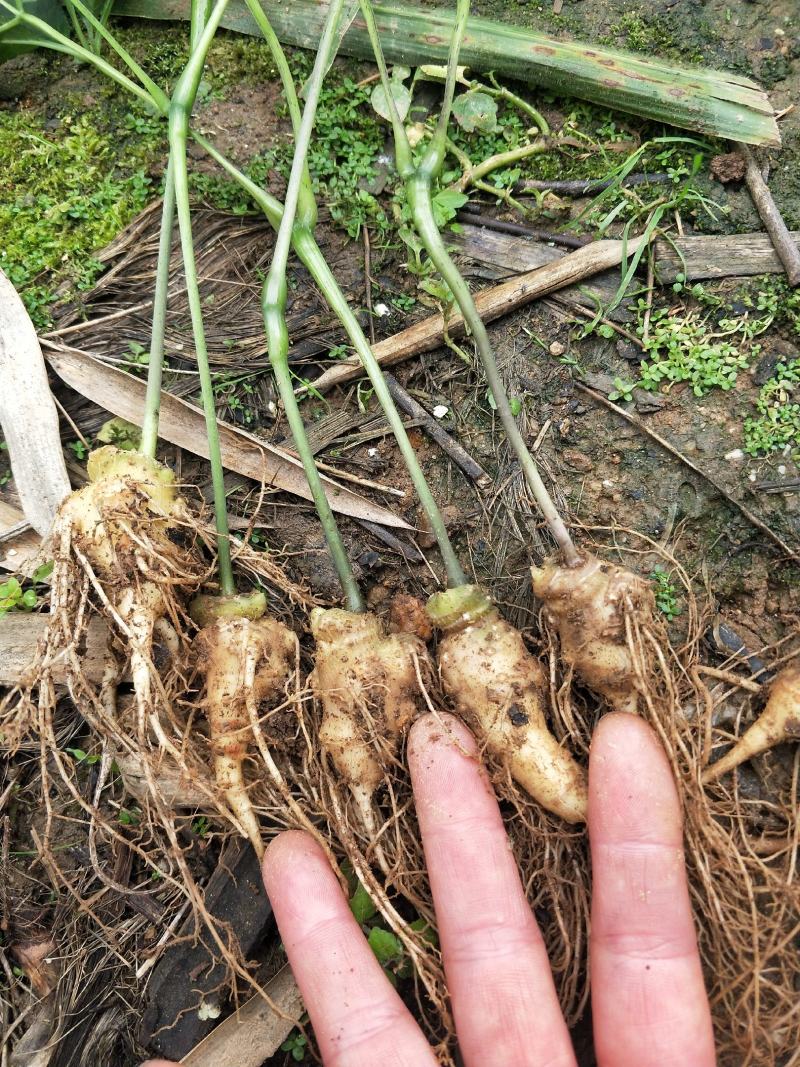 竹节参小苗全年供应，自产自销，包教技术欢迎各位老板实地考