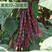 东方红紫芸豆种子架豆种子品春秋播种品种种子种子