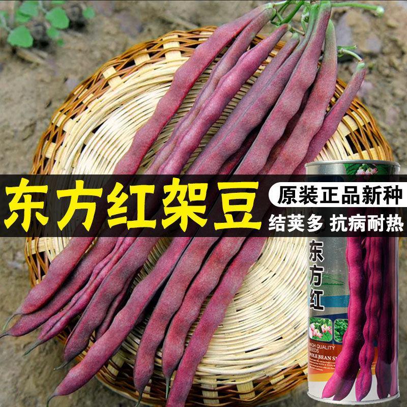 东方红紫芸豆种子架豆种子品春秋播种品种种子种子