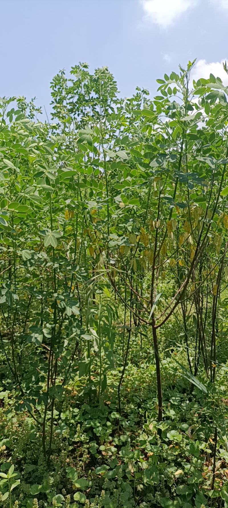 槐树黄花槐树苗规格齐全根系发达成活率高基地直发价格实惠