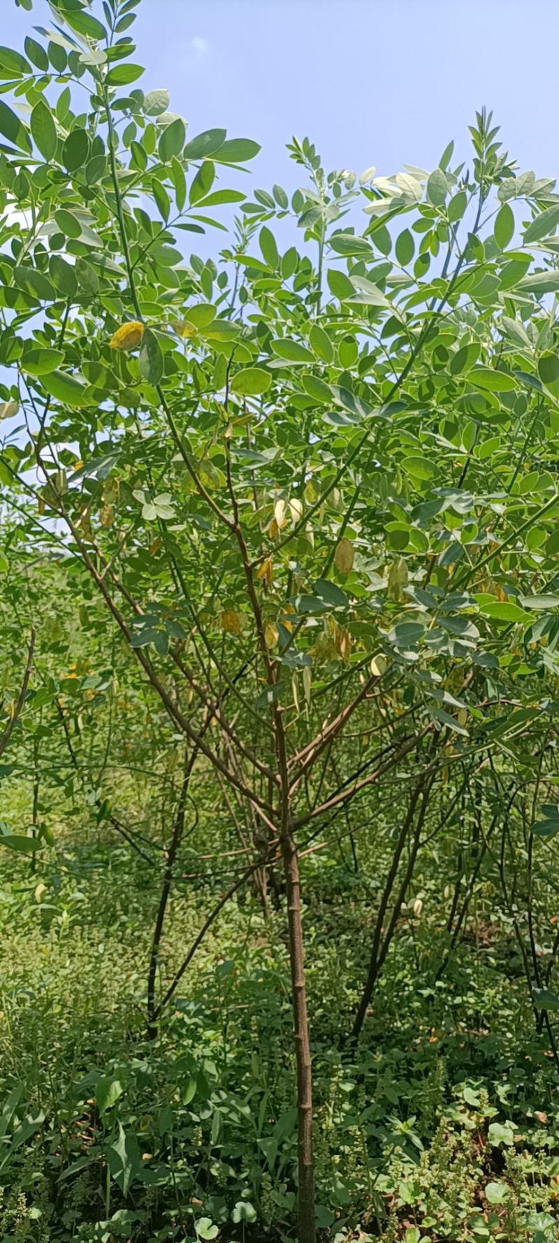槐树黄花槐树苗规格齐全根系发达成活率高基地直发价格实惠