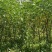 槐树黄花槐树苗规格齐全根系发达成活率高基地直发价格实惠