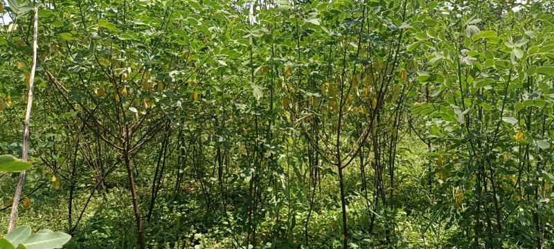 槐树黄花槐树苗规格齐全根系发达成活率高基地直发价格实惠