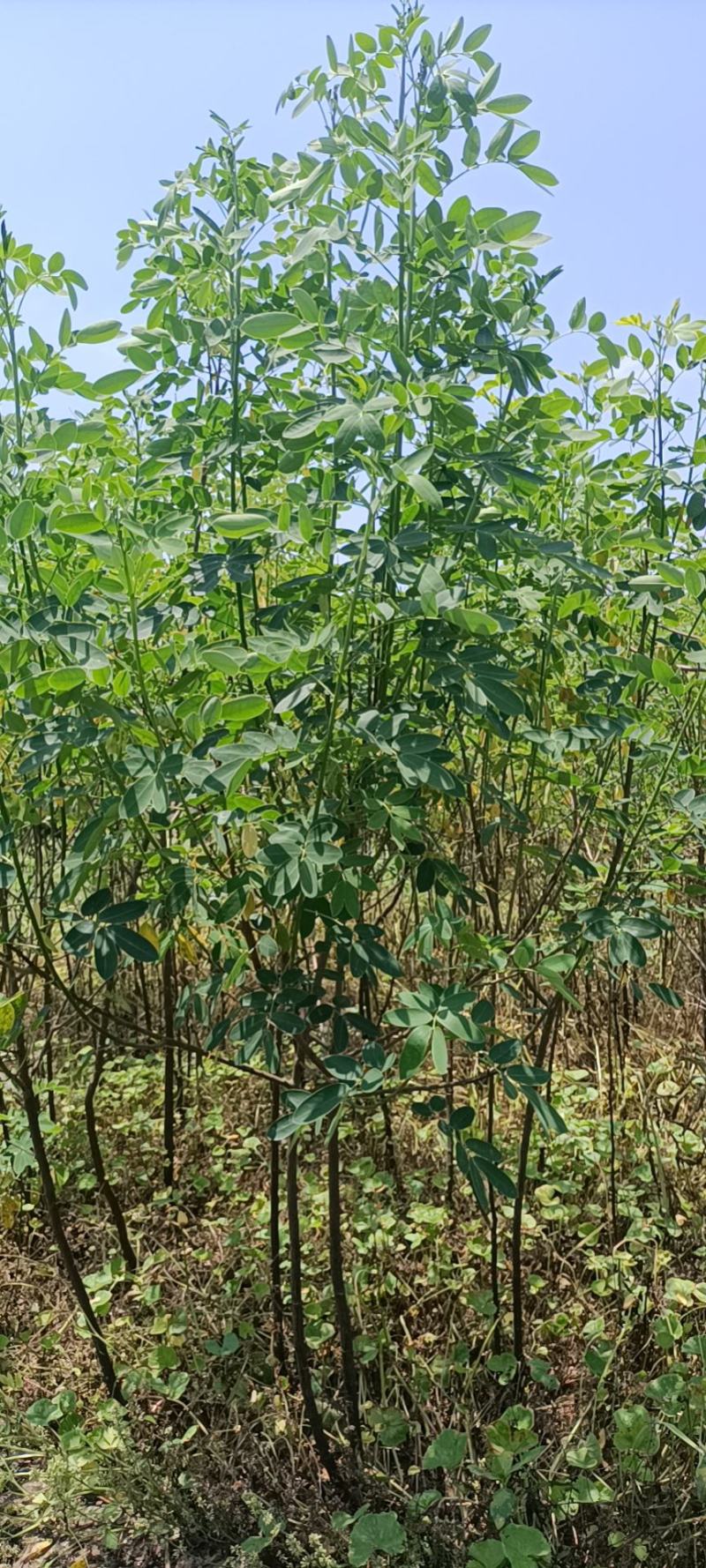 槐树黄花槐树苗规格齐全根系发达成活率高基地直发价格实惠