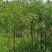 槐树黄花槐树苗规格齐全根系发达成活率高基地直发价格实惠