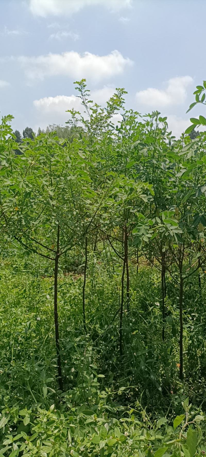 槐树黄花槐树苗规格齐全根系发达成活率高基地直发价格实惠
