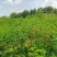 槐树黄花槐树苗规格齐全根系发达成活率高基地直发价格实惠