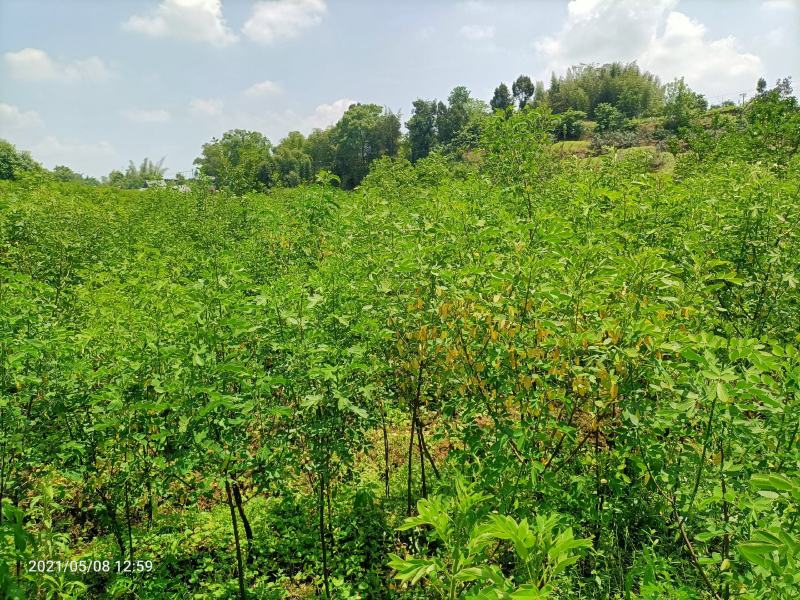 槐树黄花槐树苗规格齐全根系发达成活率高基地直发价格实惠