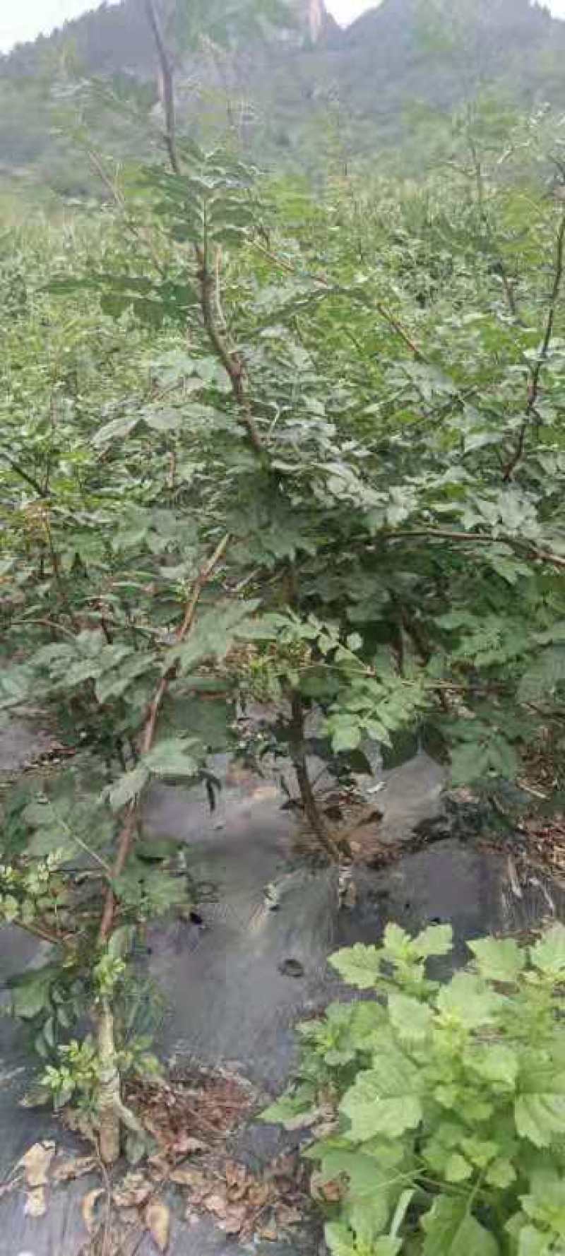 大红袍嫁接苗