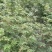 大红袍嫁接苗