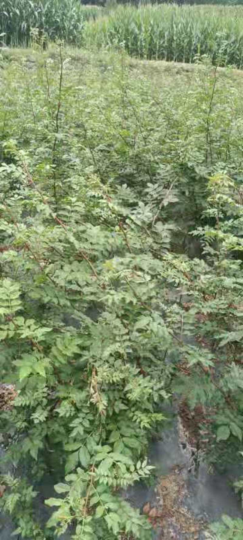 大红袍嫁接苗