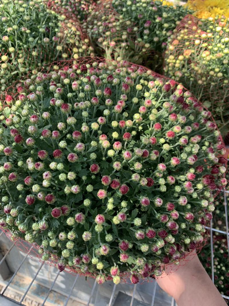进口球菊菊花