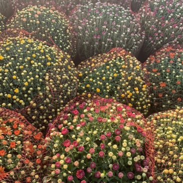 进口球菊菊花