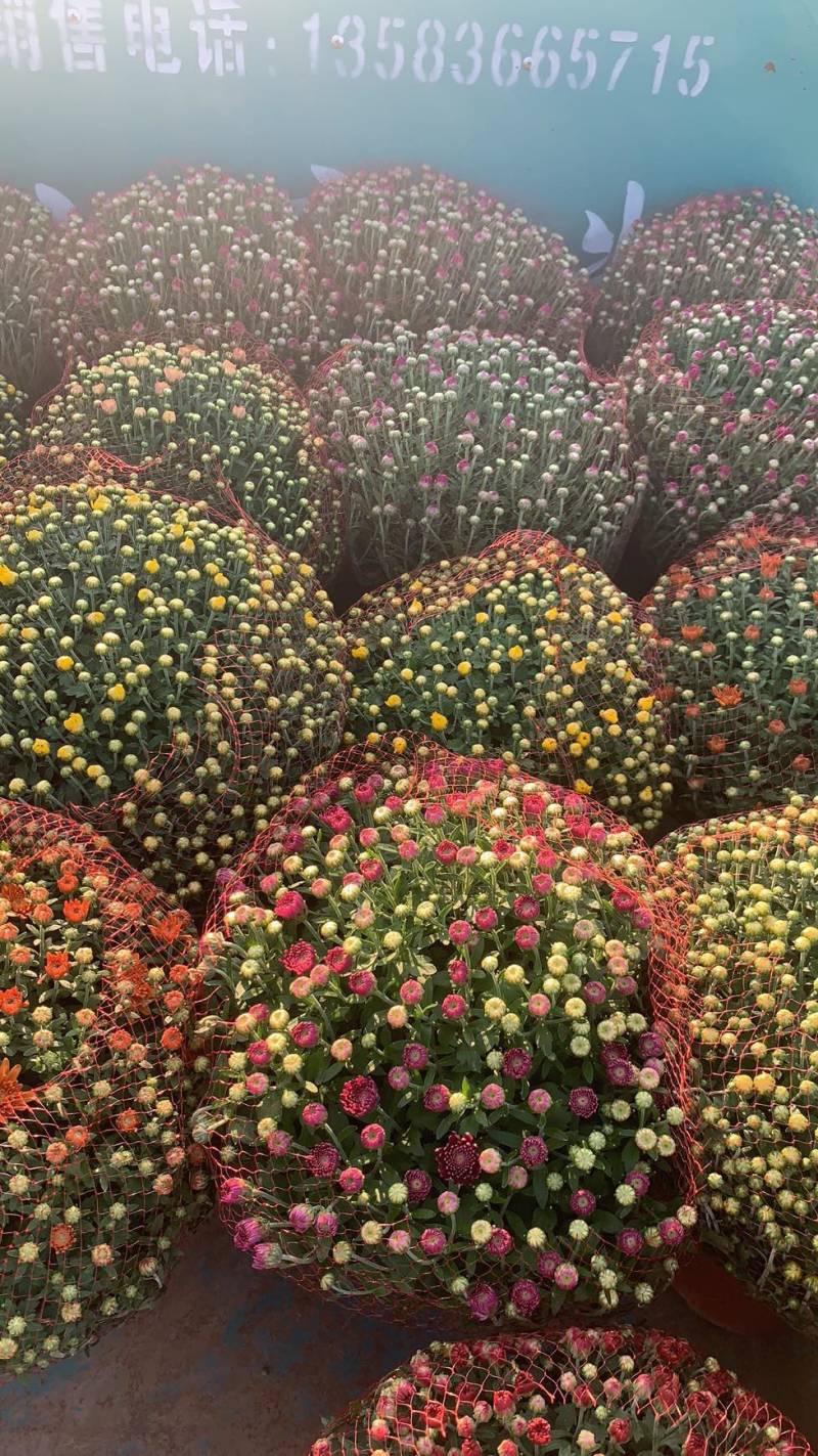 进口球菊菊花