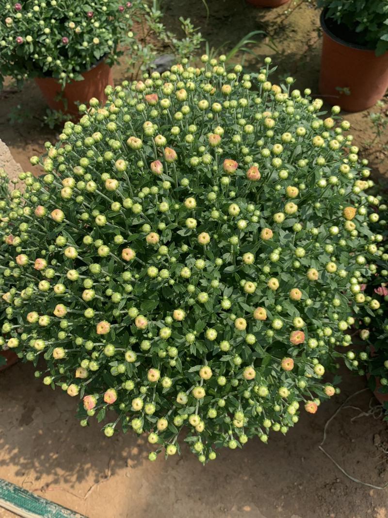 进口球菊菊花
