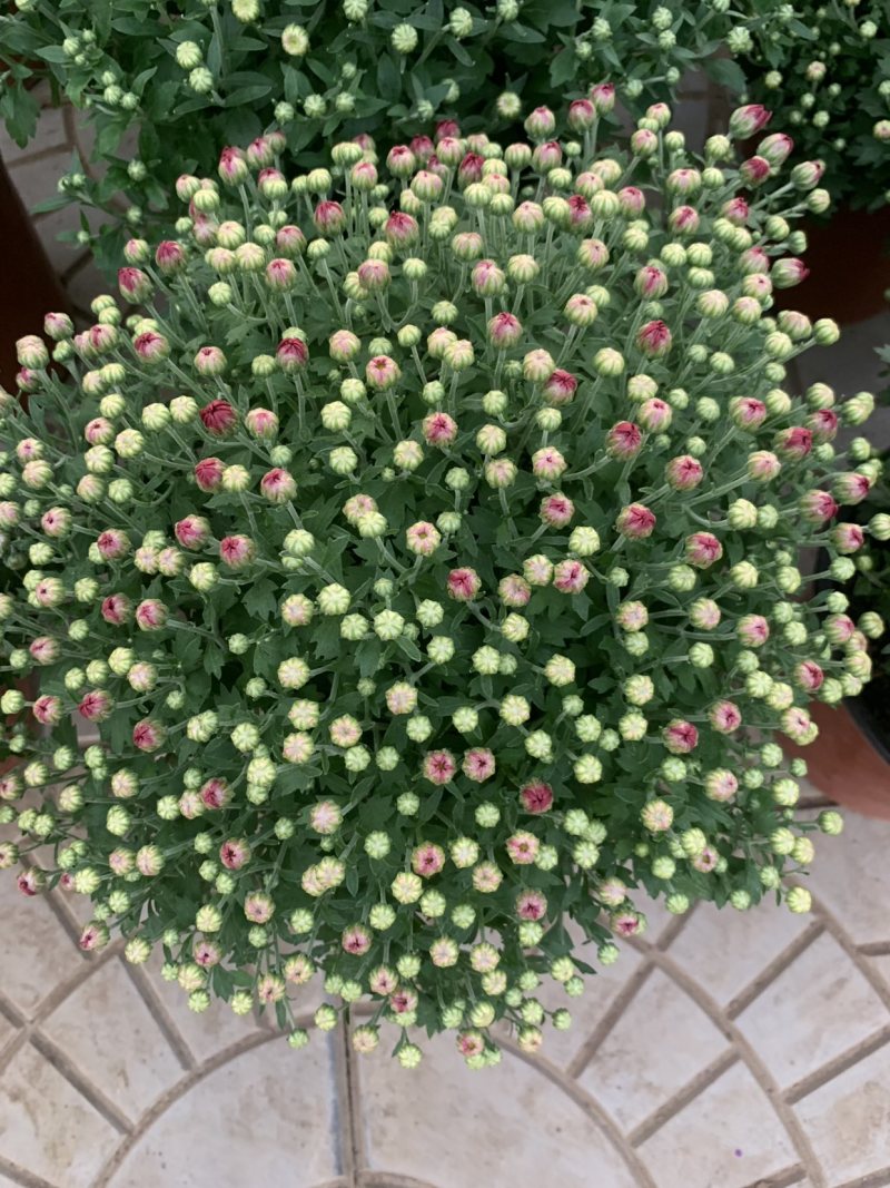 进口球菊菊花