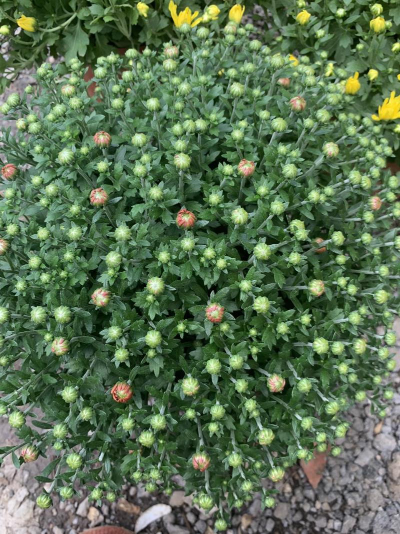 进口球菊菊花