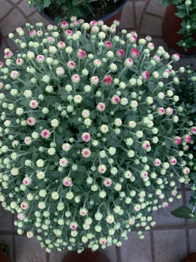 进口球菊菊花
