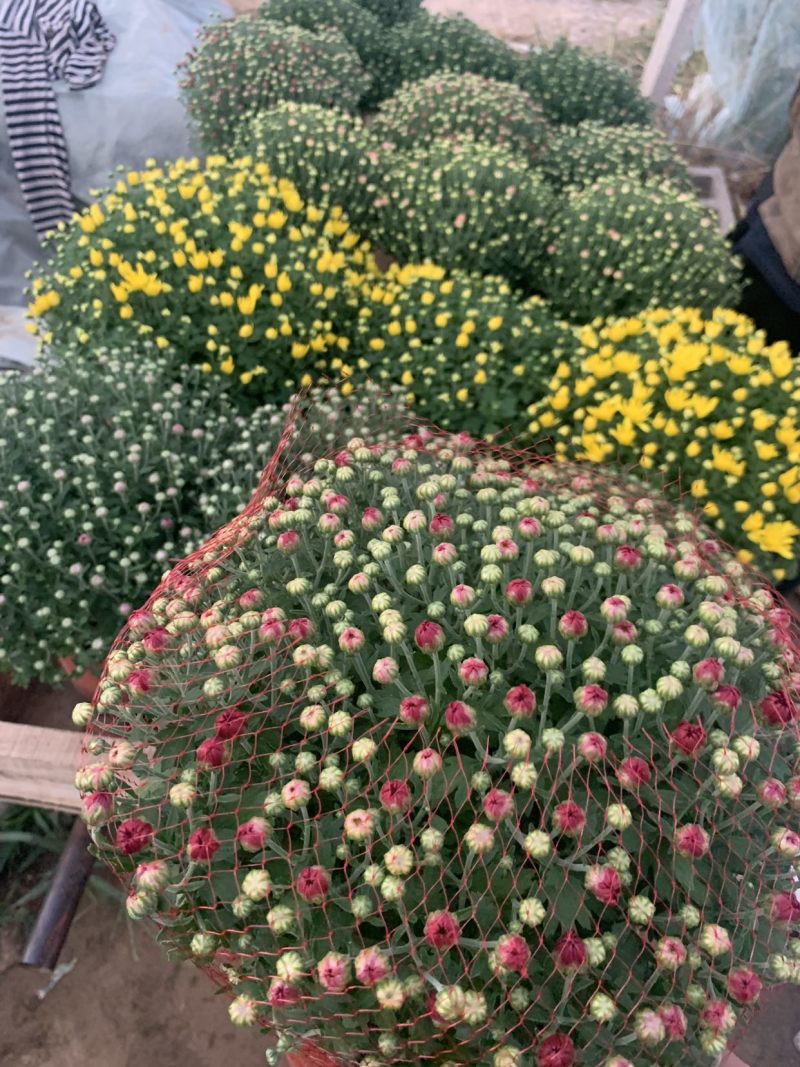 进口球菊菊花