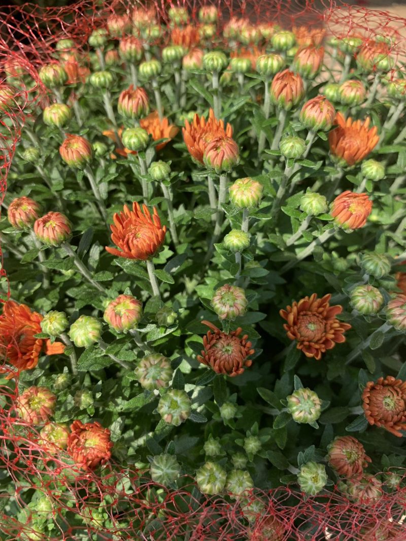 进口球菊菊花