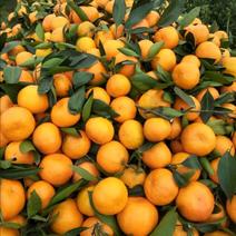柑橘上市，味道甜美，色泽鲜艳，是广大客户比较喜欢的句子