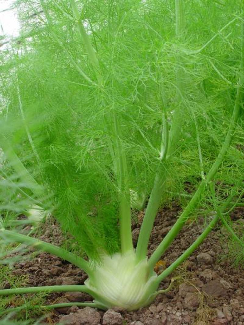 球茎茴香，茴香球基地直发，新鲜现货供应，诚信经营