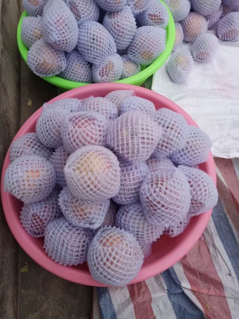 陕西韩城小时自家种植的红富士苹果，脆甜可口，皮薄多汁！