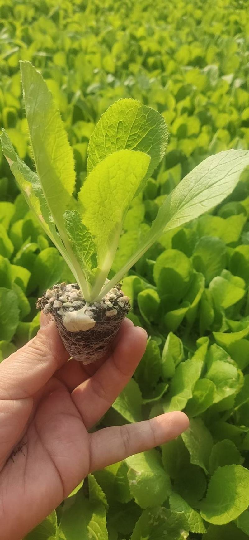 黄心白菜苗口感佳黄芯大白菜苗白菜苗供应苗厂直发
