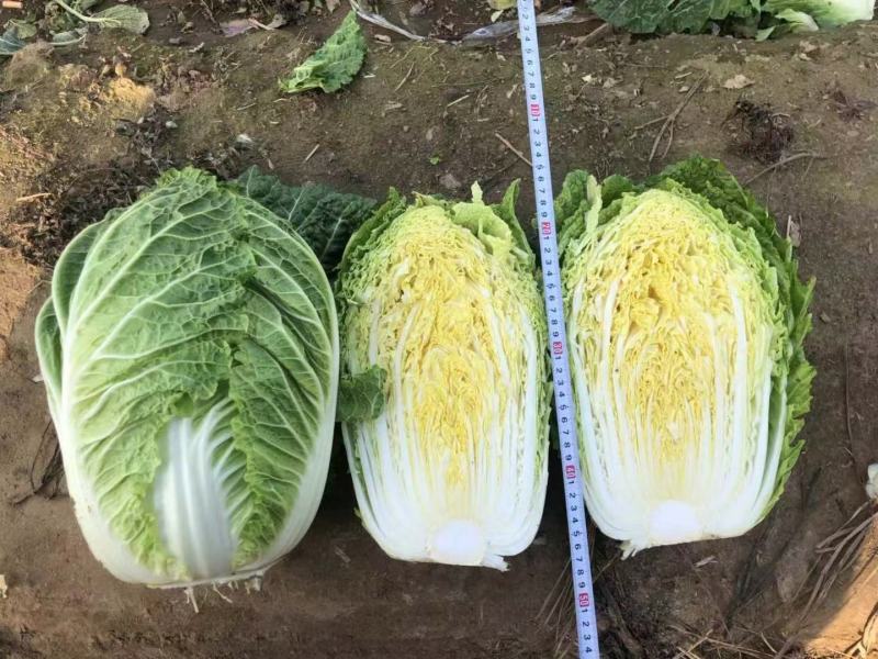黄心白菜苗口感佳黄芯大白菜苗白菜苗供应苗厂直发