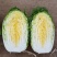 黄心白菜苗口感佳黄芯大白菜苗白菜苗供应苗厂直发