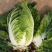 黄心白菜苗口感佳黄芯大白菜苗白菜苗供应苗厂直发