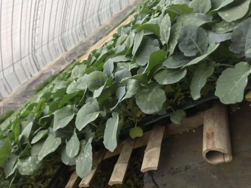 西兰花苗耐热炎秀耐寒优秀新秀品种种子种苗供应