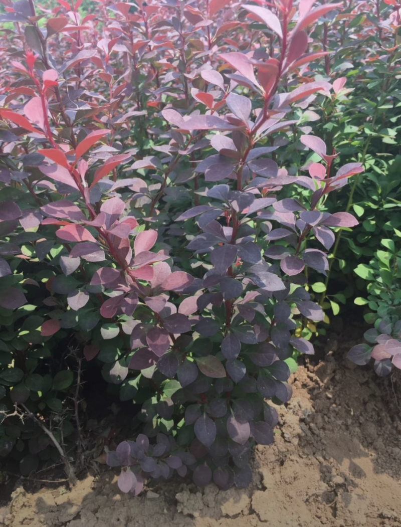红叶小檗30/40/50/60规格齐全成活率高价格优惠