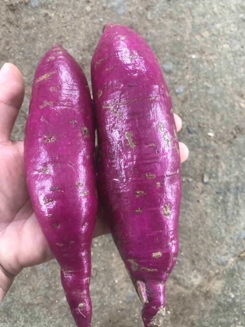 湖北宜城紫薯红薯沙地紫薯新鲜红薯大量上市对接全国市场